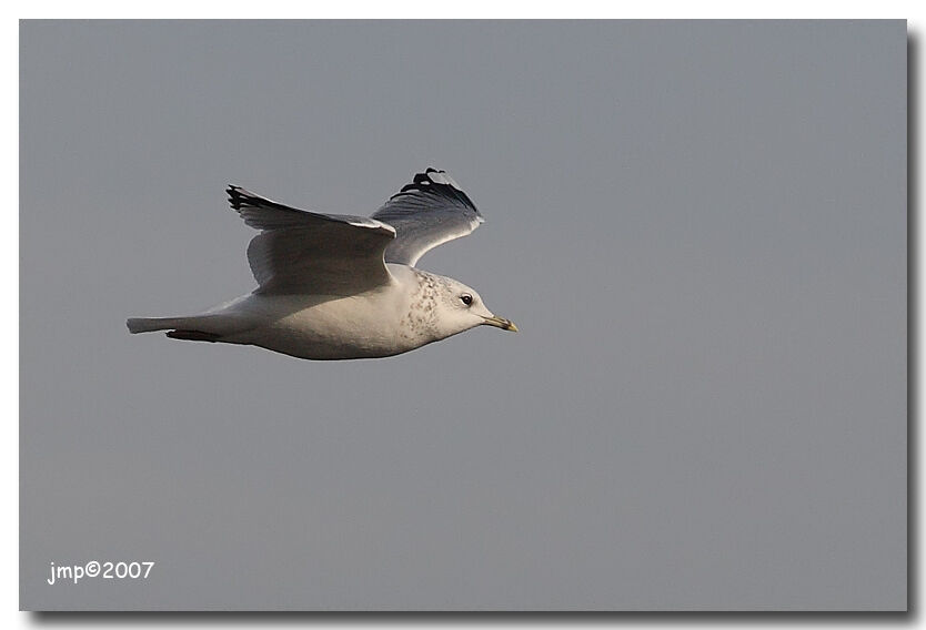 Common Gull