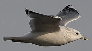 Common Gull