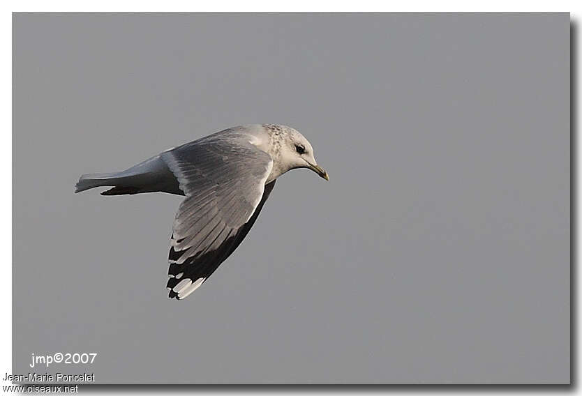 Common GullThird  year, identification