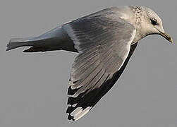 Common Gull