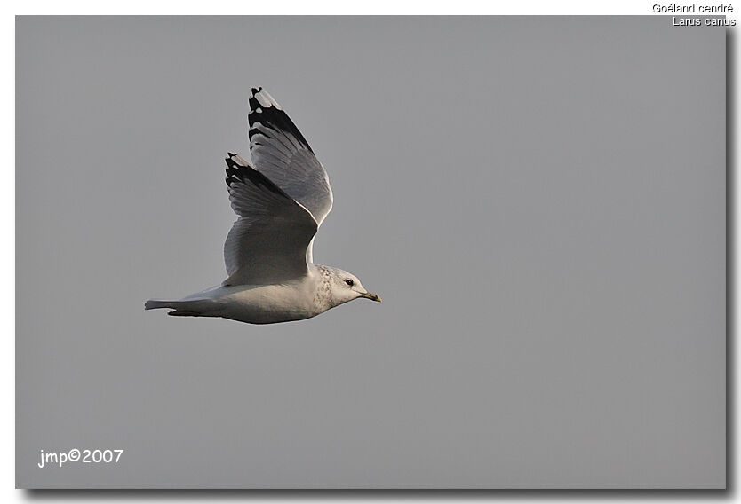 Common Gull