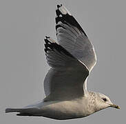 Common Gull