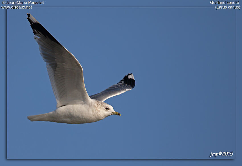 Common Gull