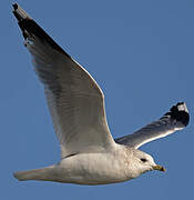 Common Gull