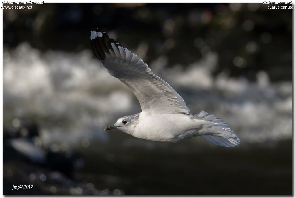 Common Gull