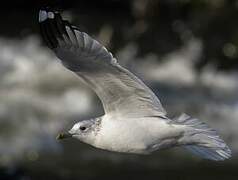 Common Gull