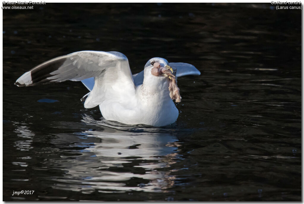 Mew Gull