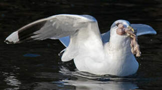 Common Gull