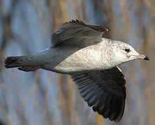 Common Gull