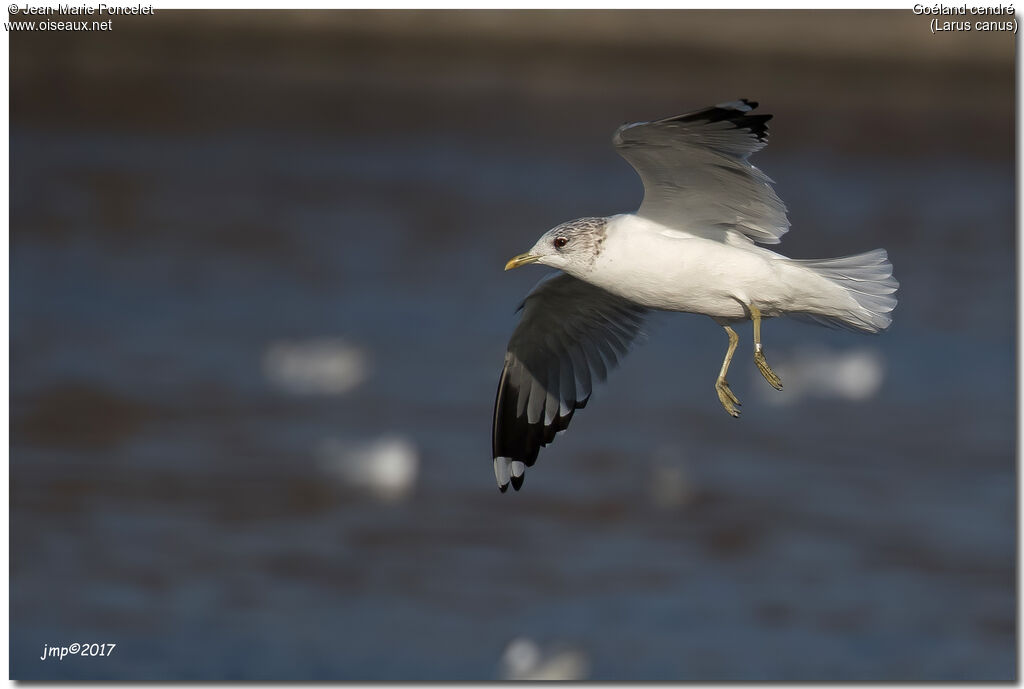 Common Gull