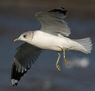 Common Gull