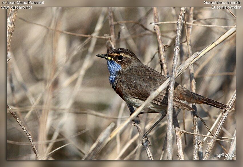 Bluethroat