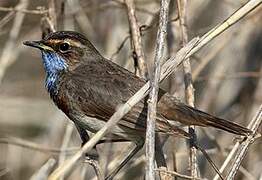 Bluethroat