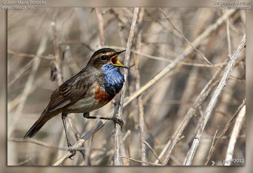 Bluethroat