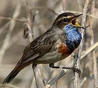 Bluethroat