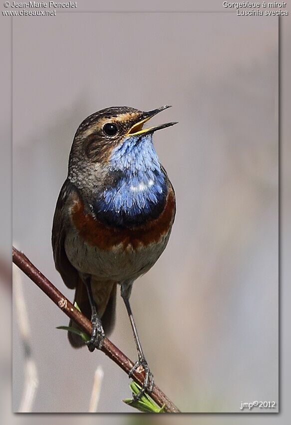 Bluethroat