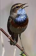 Bluethroat