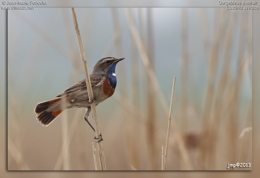 Bluethroat