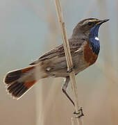 Bluethroat