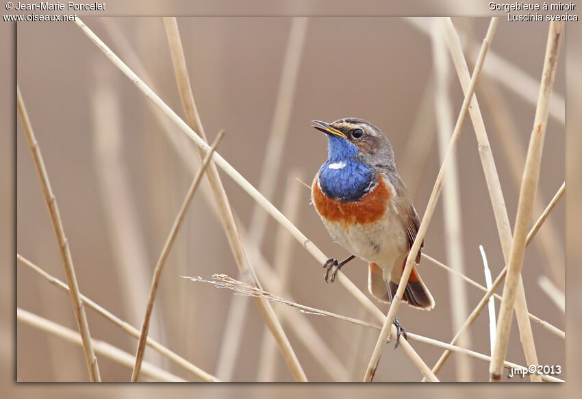 Bluethroat