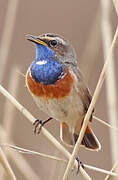 Bluethroat