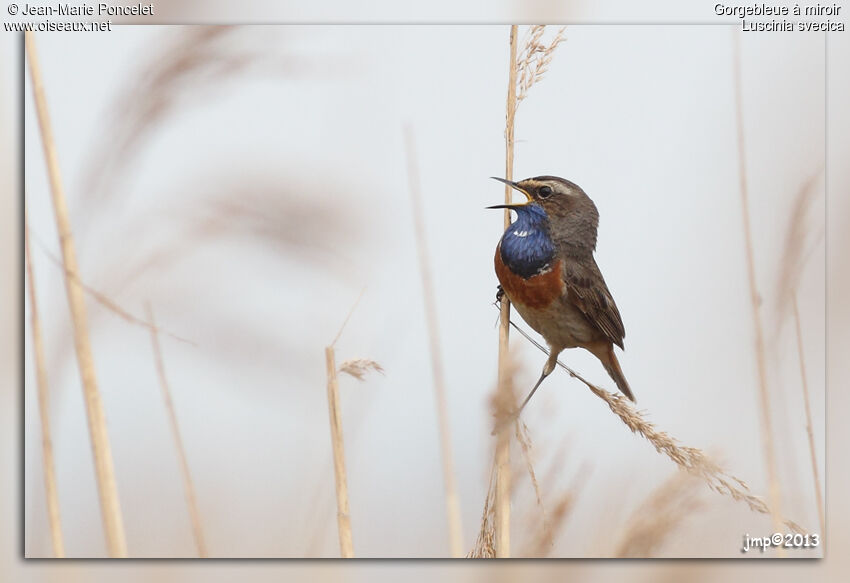 Bluethroat