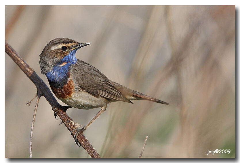 Bluethroat