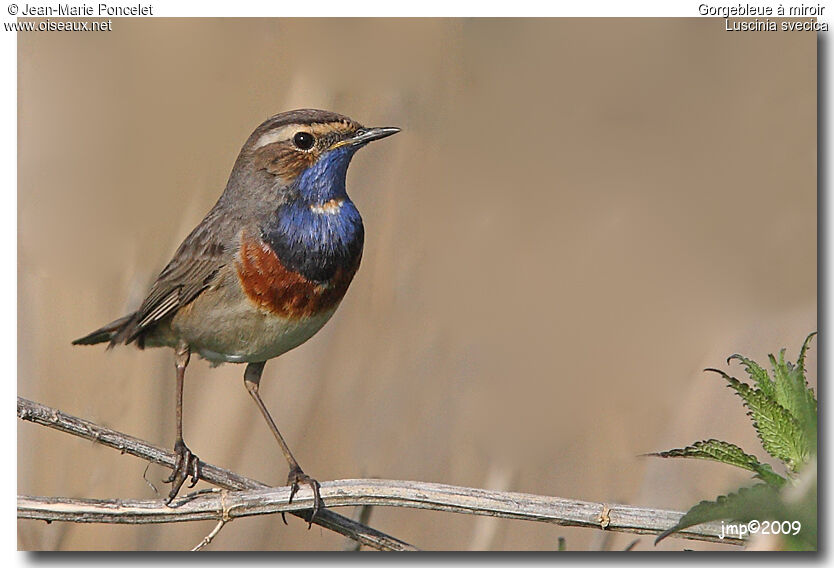 Bluethroat