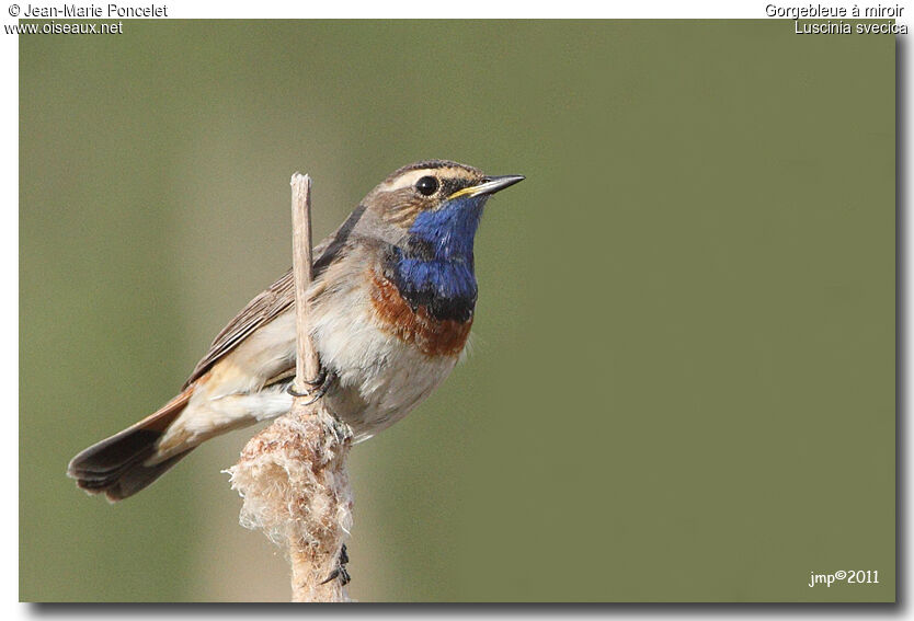 Bluethroat