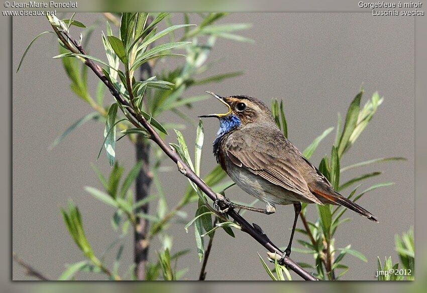 Bluethroat