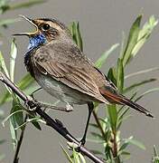 Bluethroat