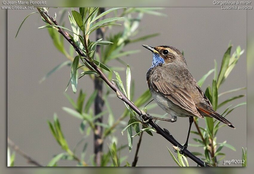 Bluethroat