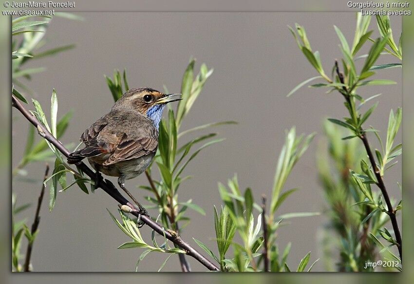 Bluethroat