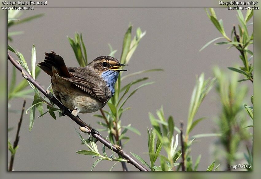 Bluethroat