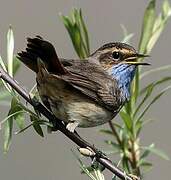 Bluethroat