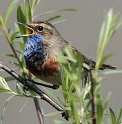 Bluethroat