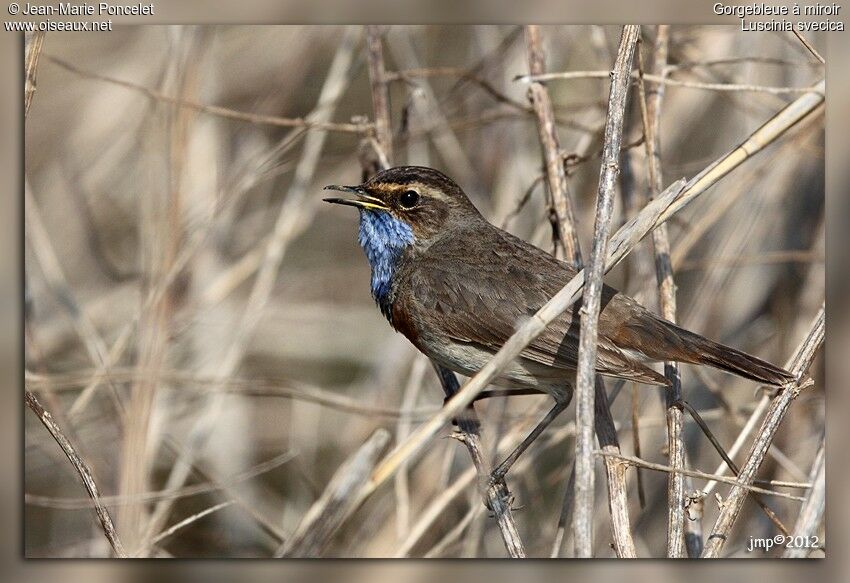 Bluethroat