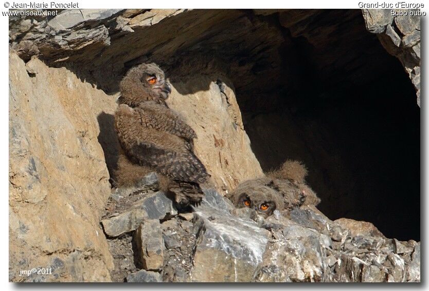 Eurasian Eagle-Owl