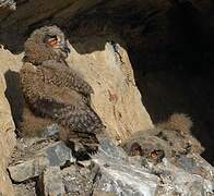 Eurasian Eagle-Owl