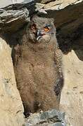 Eurasian Eagle-Owl