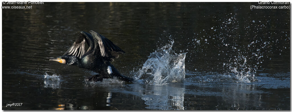 Great Cormorant