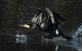 Great Cormorant