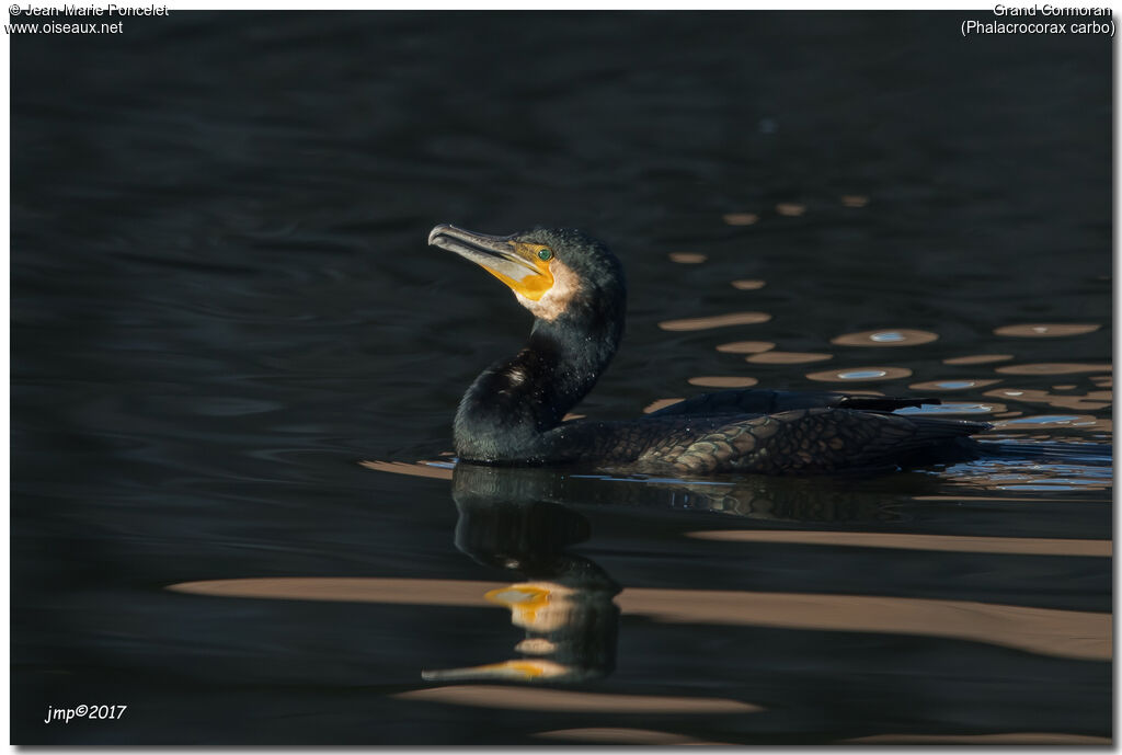 Great Cormorant