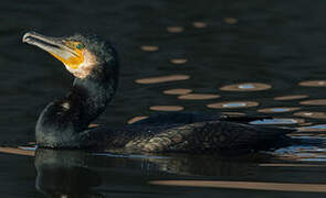 Great Cormorant