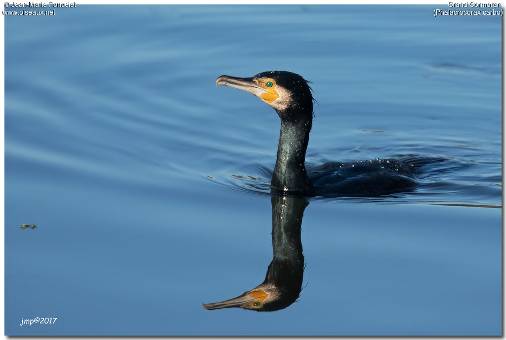 Great Cormorant