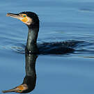Grand Cormoran