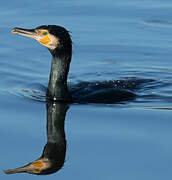 Great Cormorant