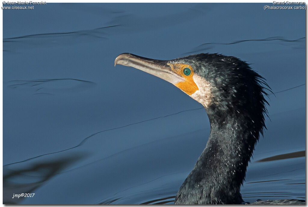 Great Cormorant