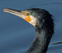 Great Cormorant