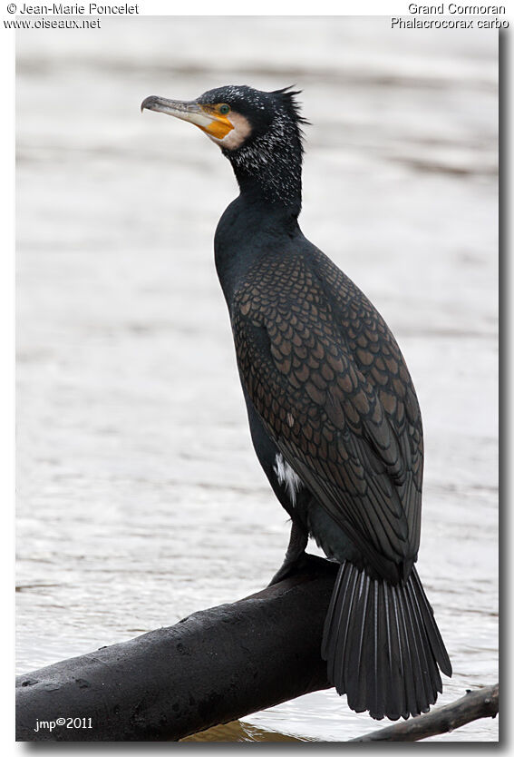 Great Cormorant